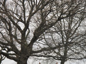 Oak branches in winter Oak branches in winter