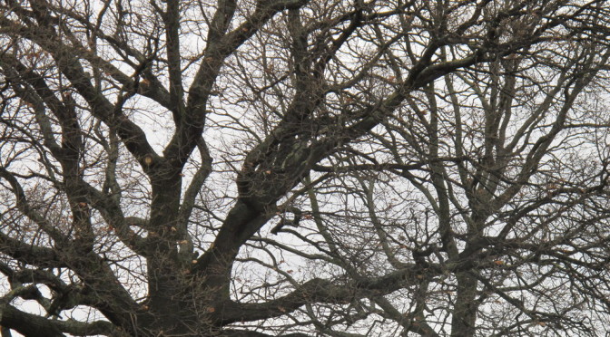 Oak branches in Winter
